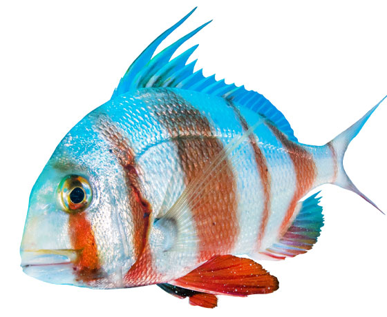 Red Banded Seabream (Pagrus auriga) swimming in the clear waters of Tenerife, highlighting its vibrant red and silver stripes.