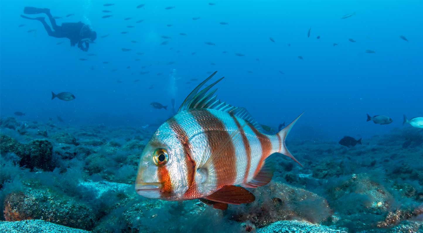 A red-banded sea bream with a scuba diver in the background, photographed underwater in Tenerife.