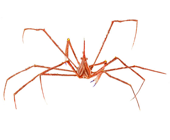 Spider crab (Maja crispata) spotted in the waters of Tenerife, showcasing its unique features and natural habitat.